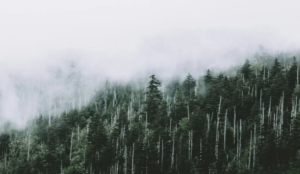 Petermathis Headerv4
